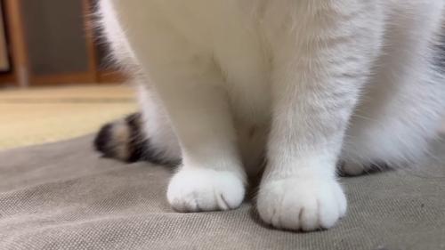 前足のアップ