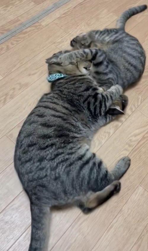 顔を蹴り合う2匹の猫