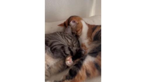 寄り添う猫たち