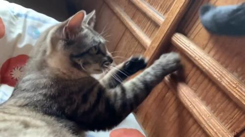 子猫時代の空くん