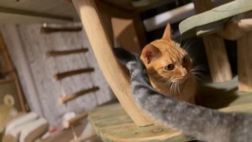 しっぽで誘う猫さん