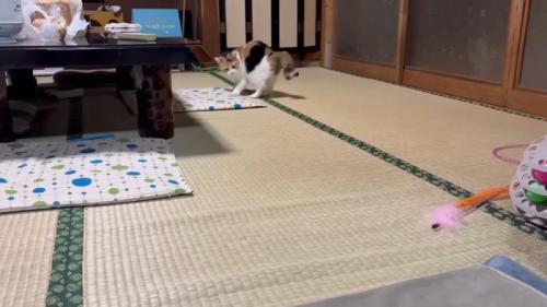 座布団の側で