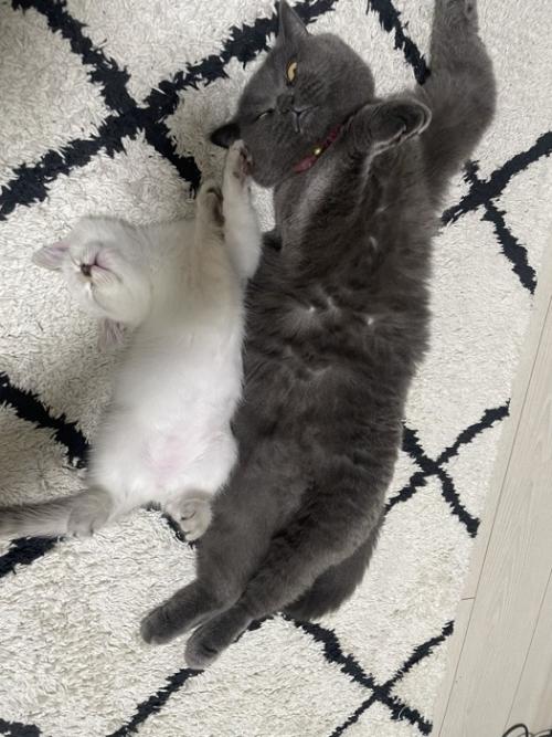 寝転がっている2匹の猫