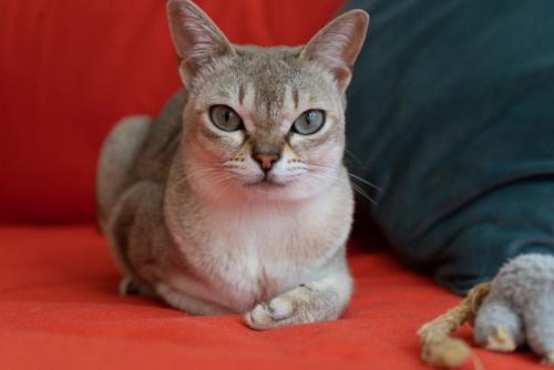 お座りしているシンガプーラの猫