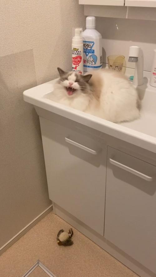 洗面台でお返事する猫さん