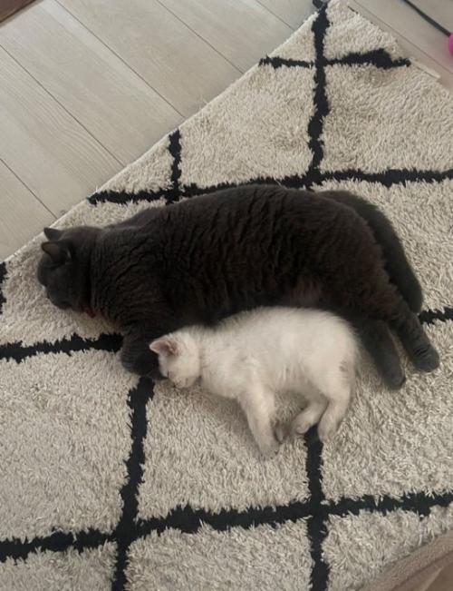 寝ている2匹の猫