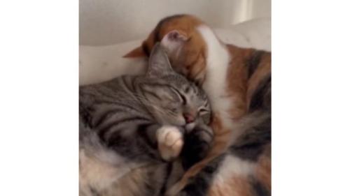 寄り添う猫たち