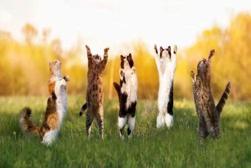 飛び跳ねる5匹の猫
