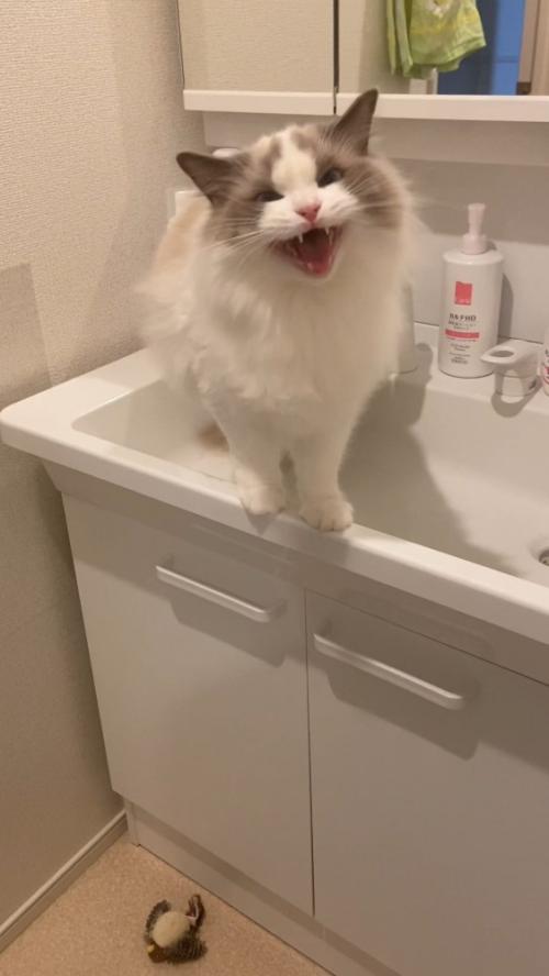洗面台でお返事する猫さん