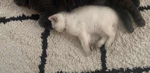 寝ている子猫