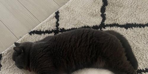 寝ている猫