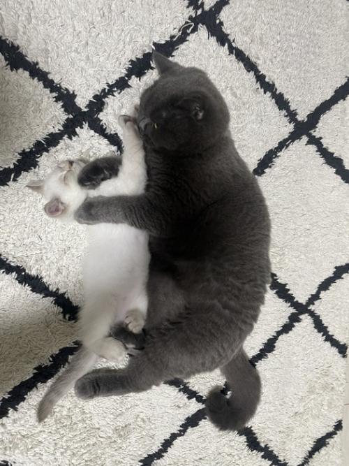 寝転がっている2匹の猫