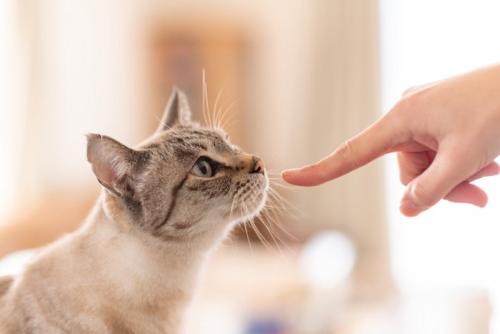 人の指に顔を近づける猫