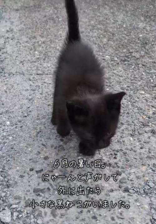 近寄ってくる黒猫