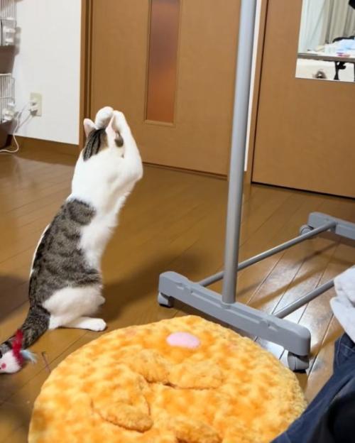 触れた猫