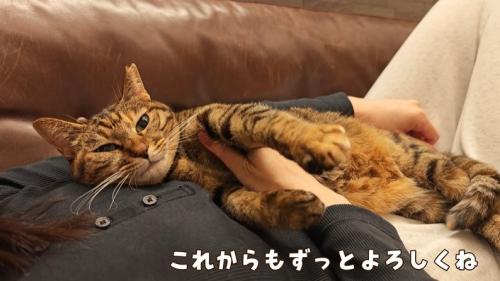 お腹の上に寝転がる猫