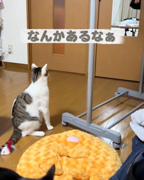 見つめる猫