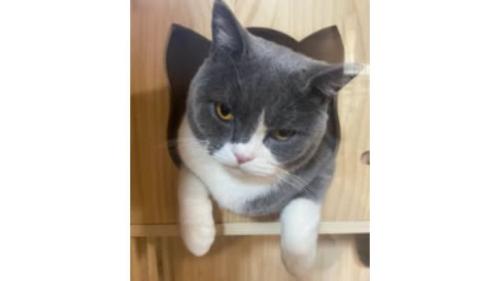 室内にいる猫