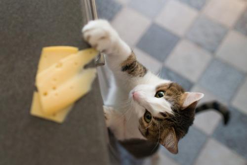 キッチンの棚を探る猫