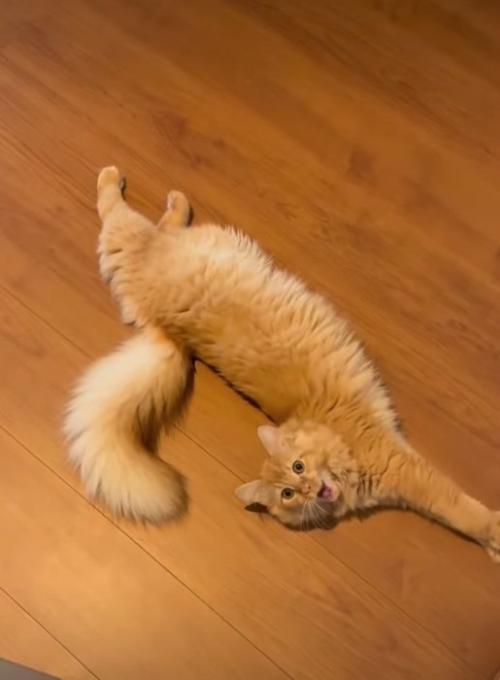 あくびする猫