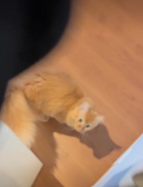 見上げる猫