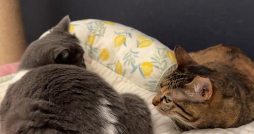 ベッドで寝る2匹の猫