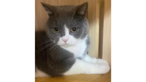 室内にいる猫