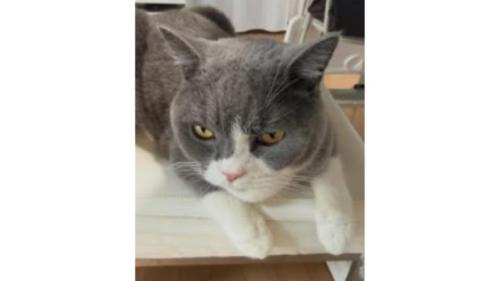 室内にいる猫