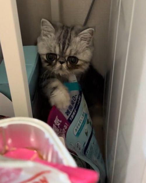 かくれんぼをしている猫