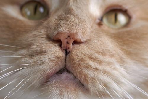 鼻にシミのある猫