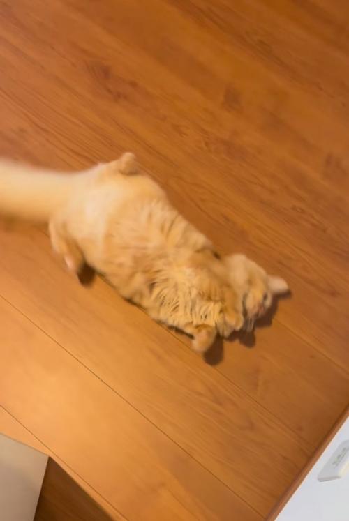 床に寝転がる猫