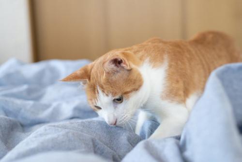 布団の上の猫