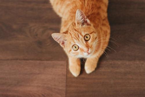 床の上で見上げている猫