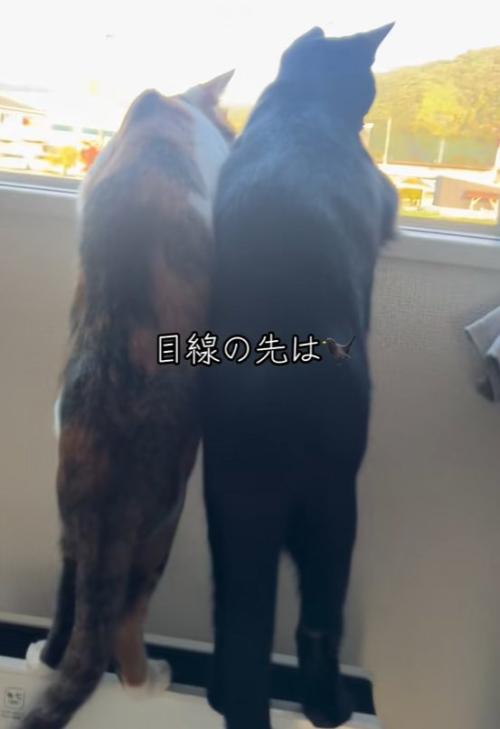 窓の外を見る二匹の猫の全身(右斜め後ろから)