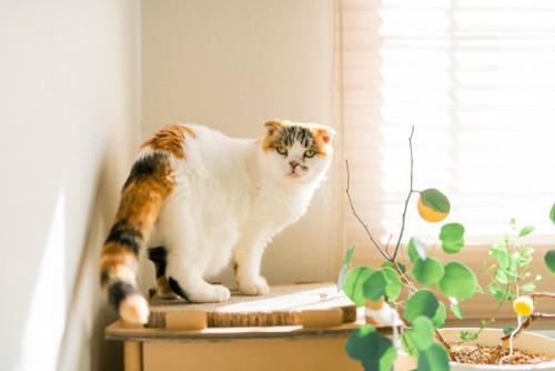 窓辺にたたずむ三毛猫
