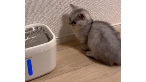 猫と自動給水機