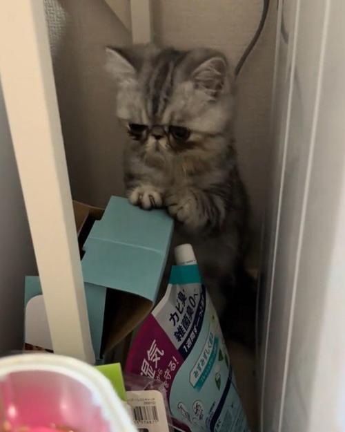 困っている猫