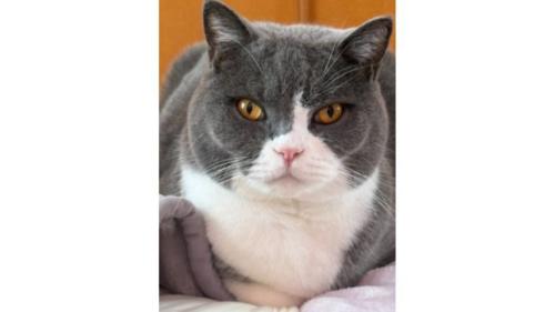 室内にいる猫