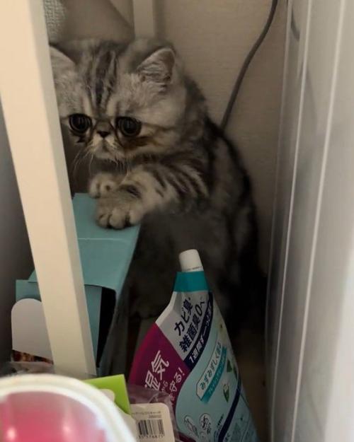 洗濯機と冷蔵庫の隙間から出たい猫