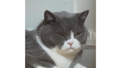 室内にいる猫