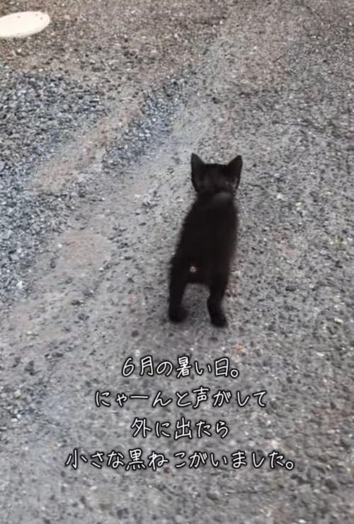 歩く黒猫の後ろ姿