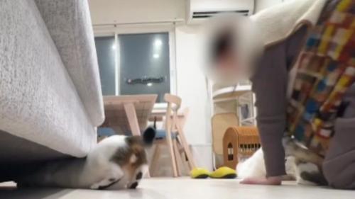 室内にいる猫たち
