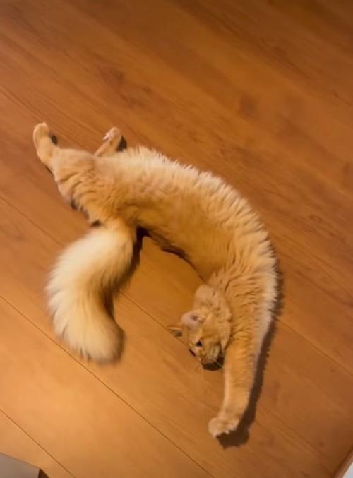 伸びをする猫