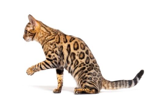横向きの猫
