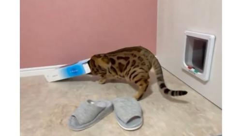遊んでいる猫