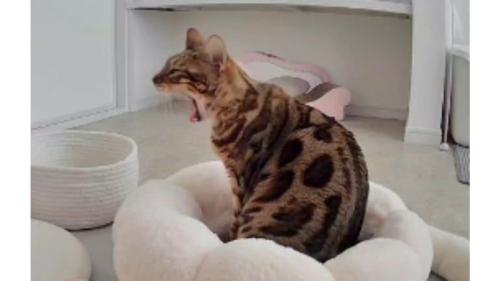 室内にいる猫