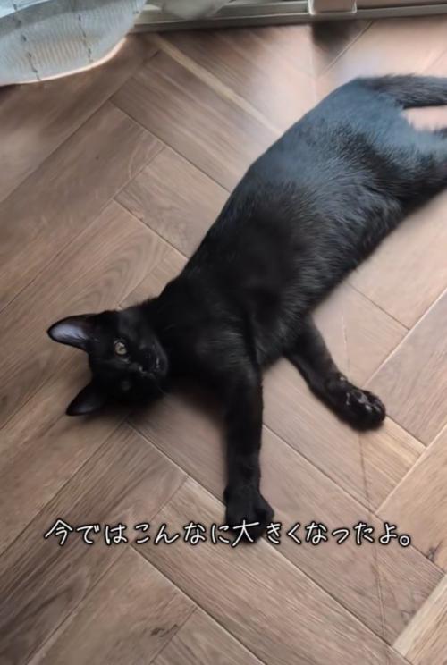成長した黒猫