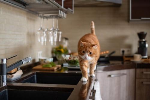 シンクのふちを歩く猫