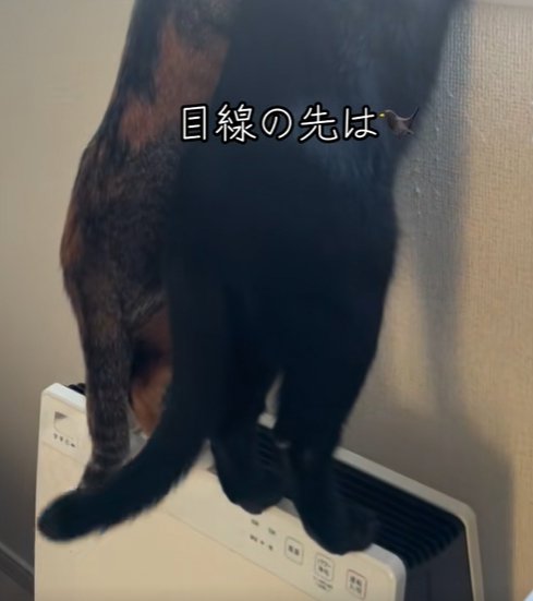 空気清浄機に乗せる足のアップ(尻尾が左へ)