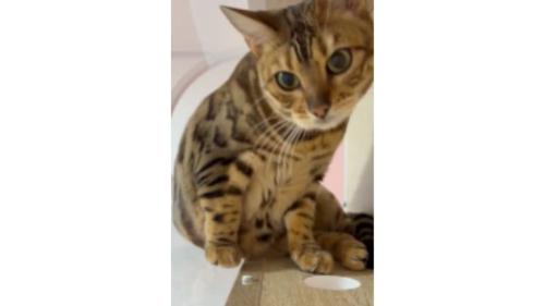 室内にいる猫
